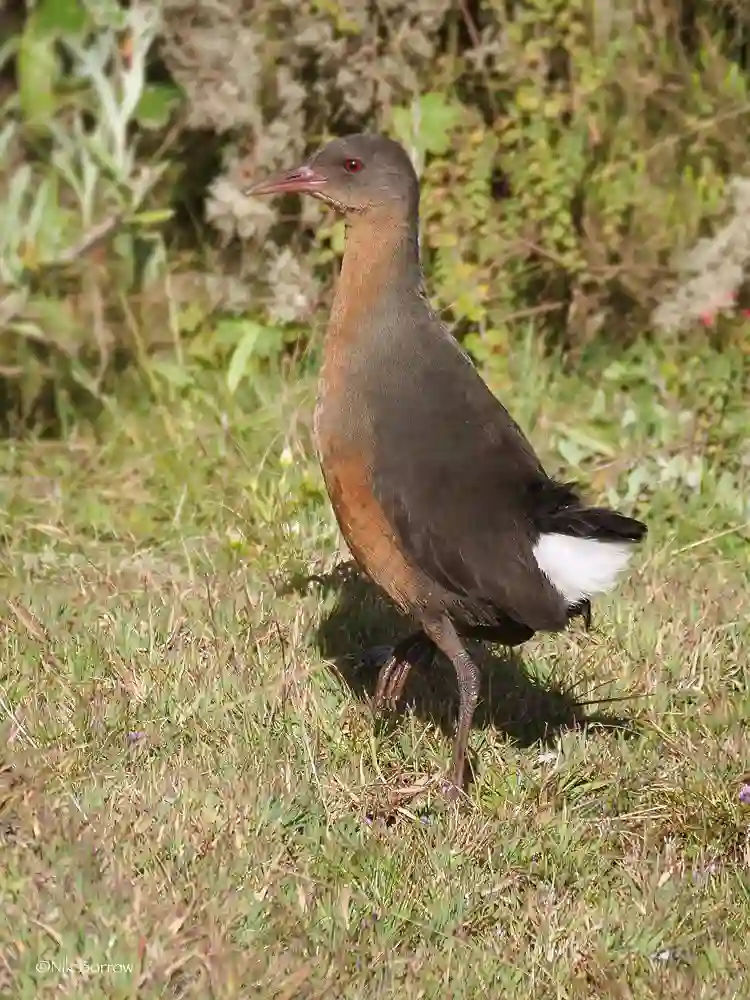 Rouget's Rail