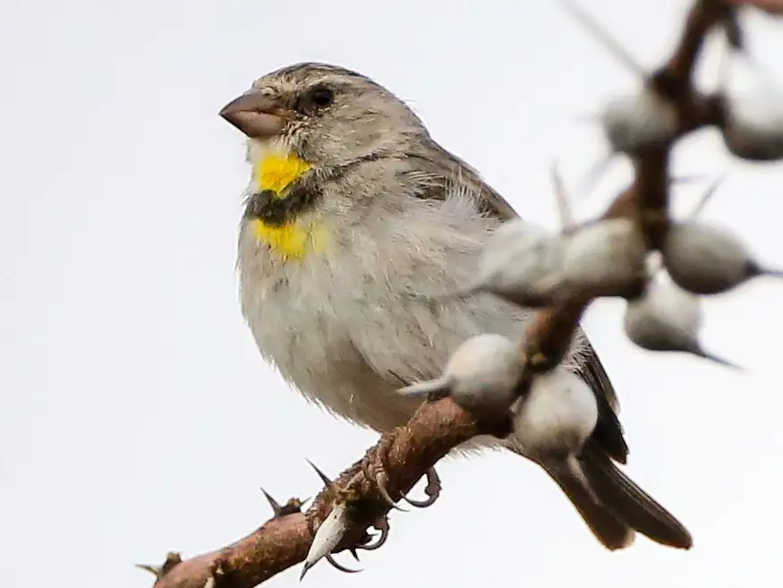 Salvadori's Seedeater