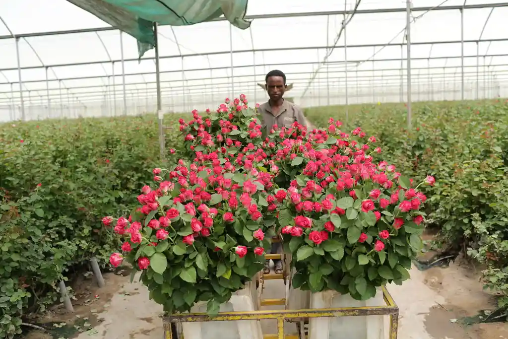 Ethiopian flower production