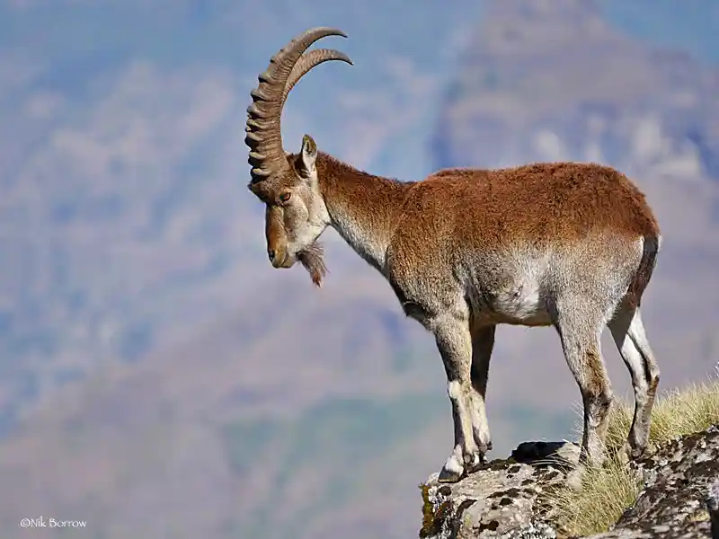 Walia Ibex