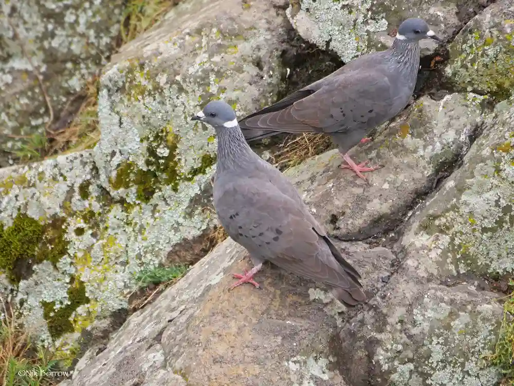 White-collared Pigeon