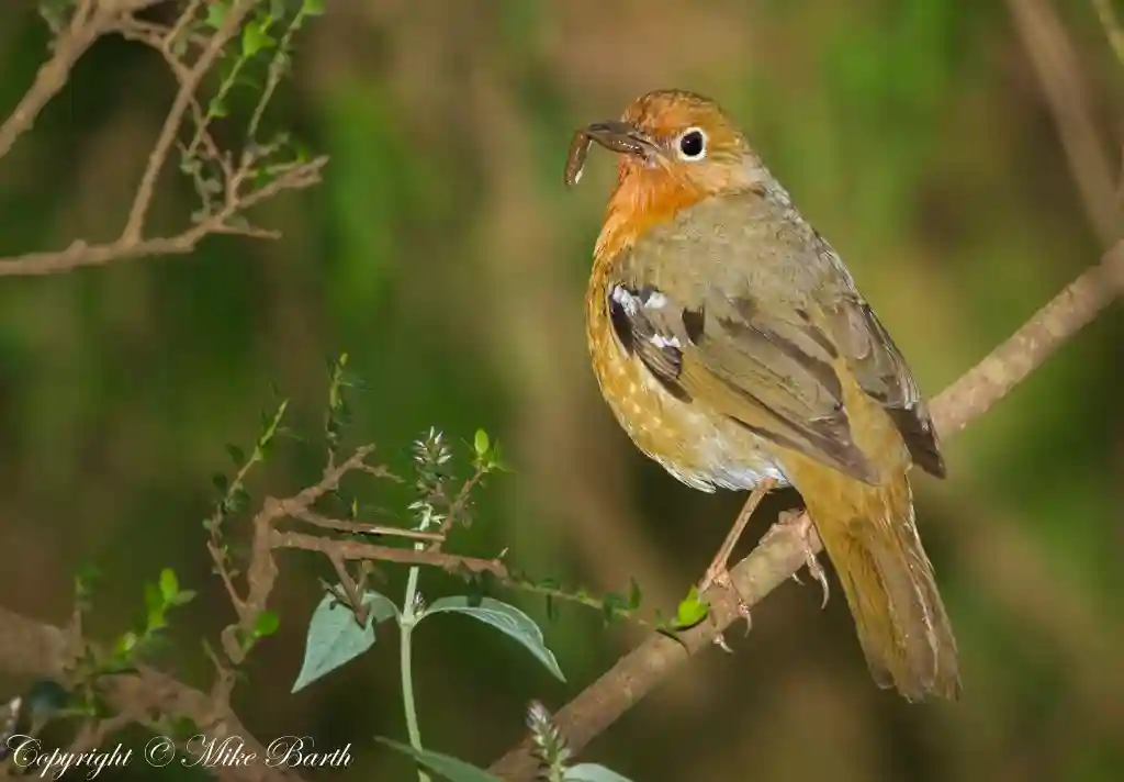 Abyssinian Ground Thrush