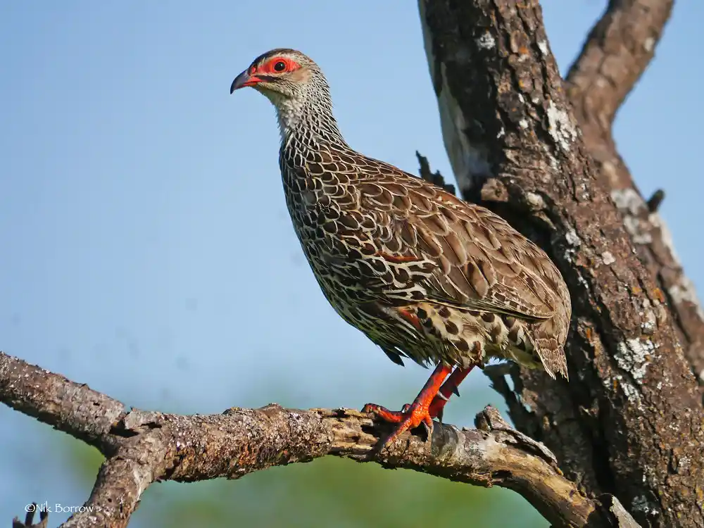 Harwood's Francolin
