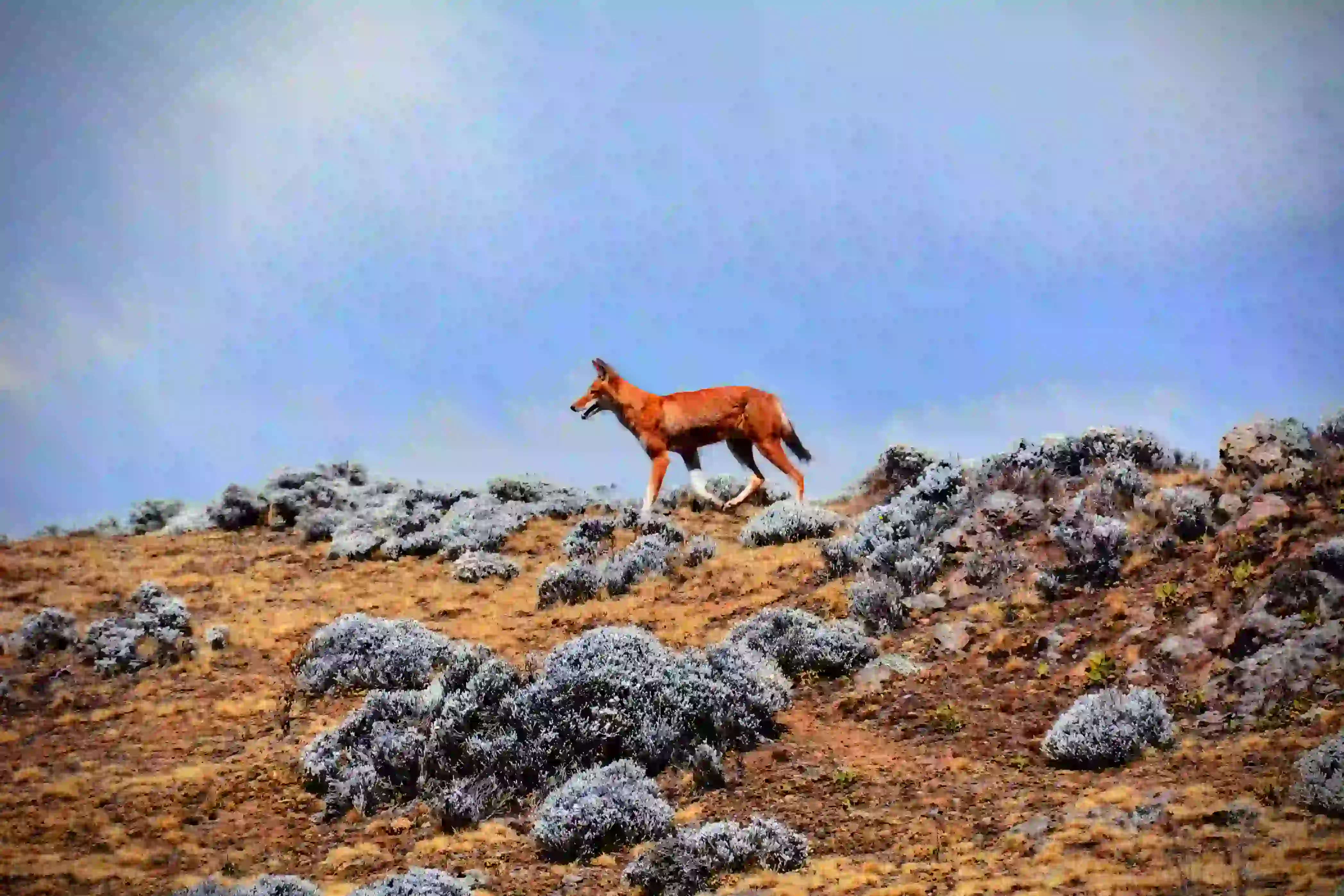Bale Mountains National Park