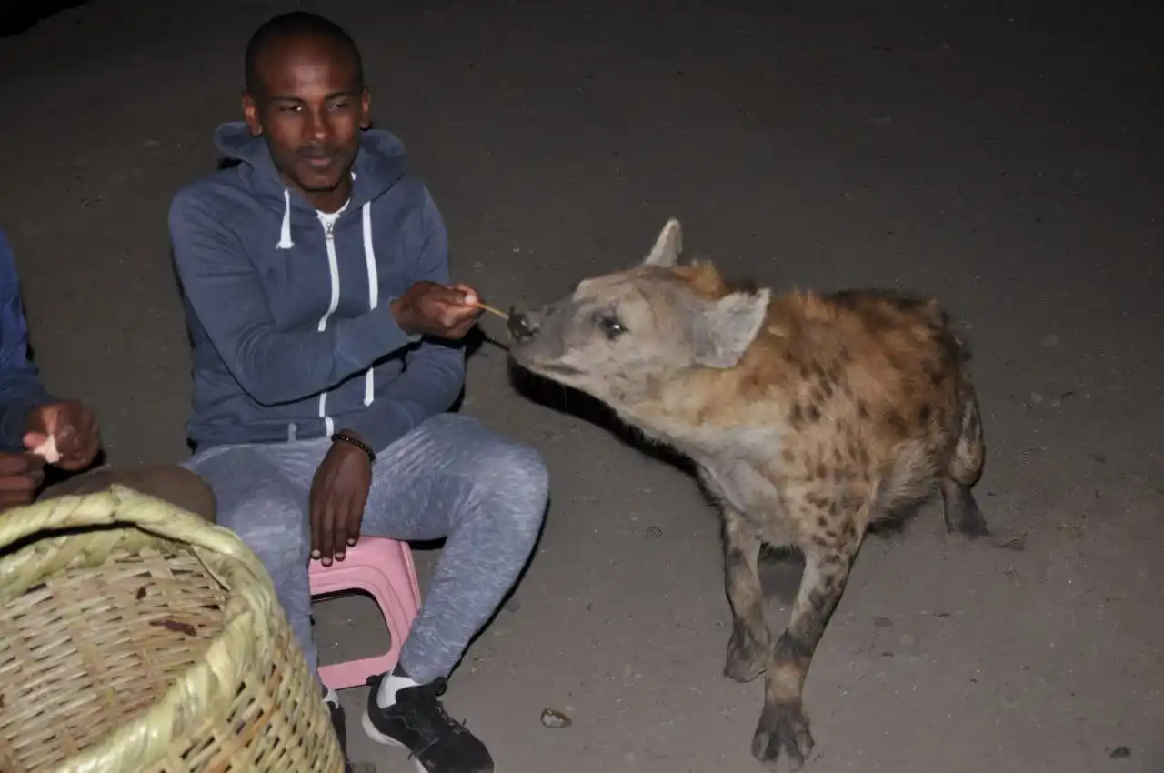 Feeding Hyenas in Harar