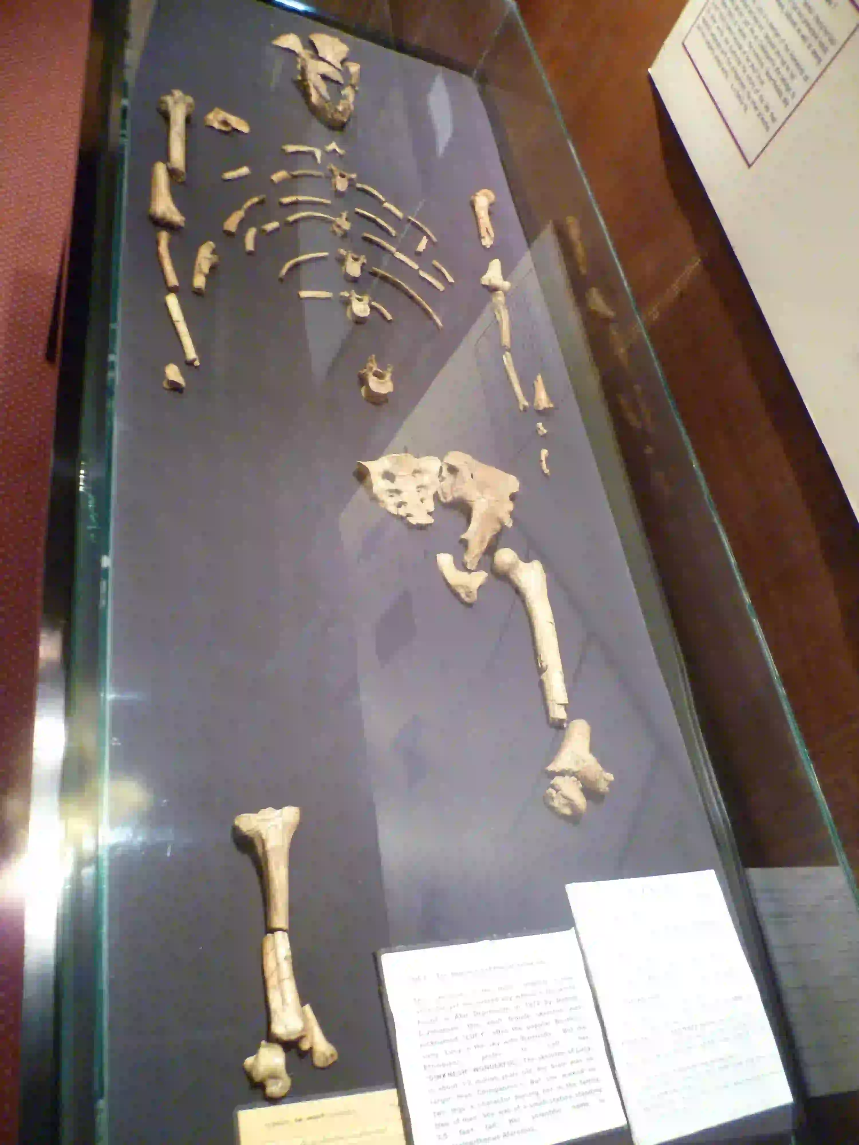 Lucy Fossil