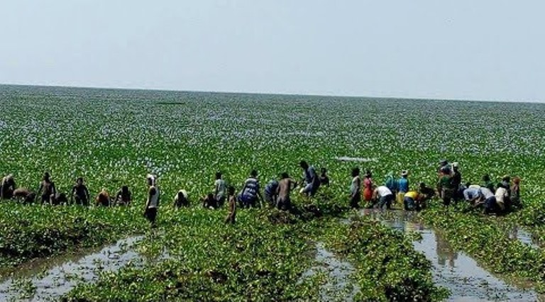 Lake Tana, Water Hyacinths!