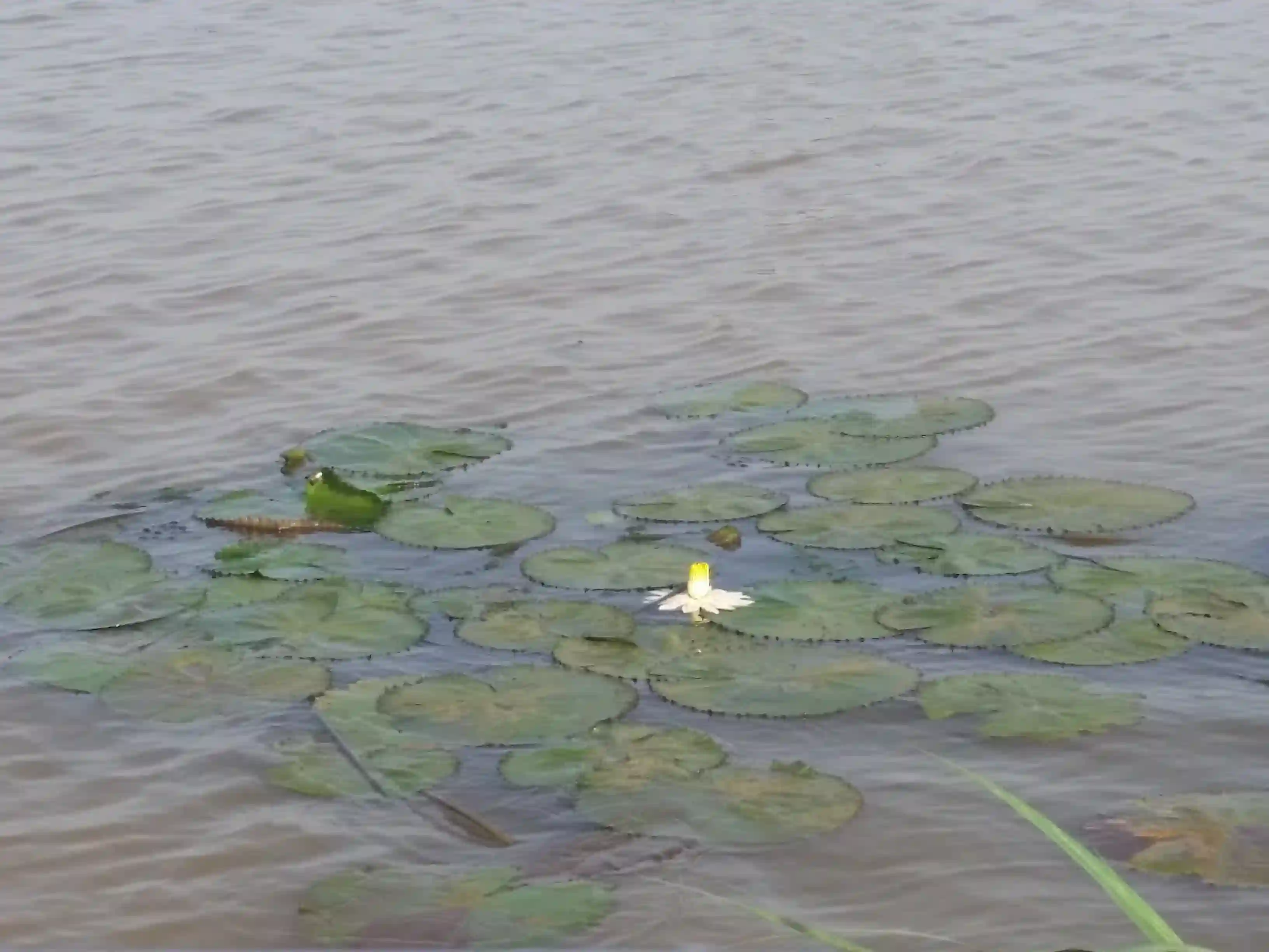 Lake Tana Lily Pads!