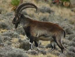 Walia Ibex - Simien Mountains