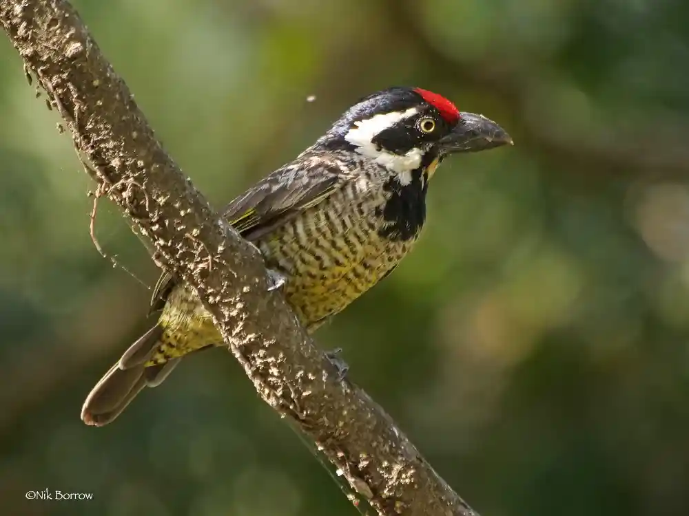Banded Barbet - Semien Mountains
