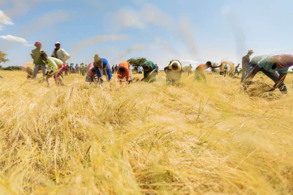 Ethiopian Communal Labor (Debo)!