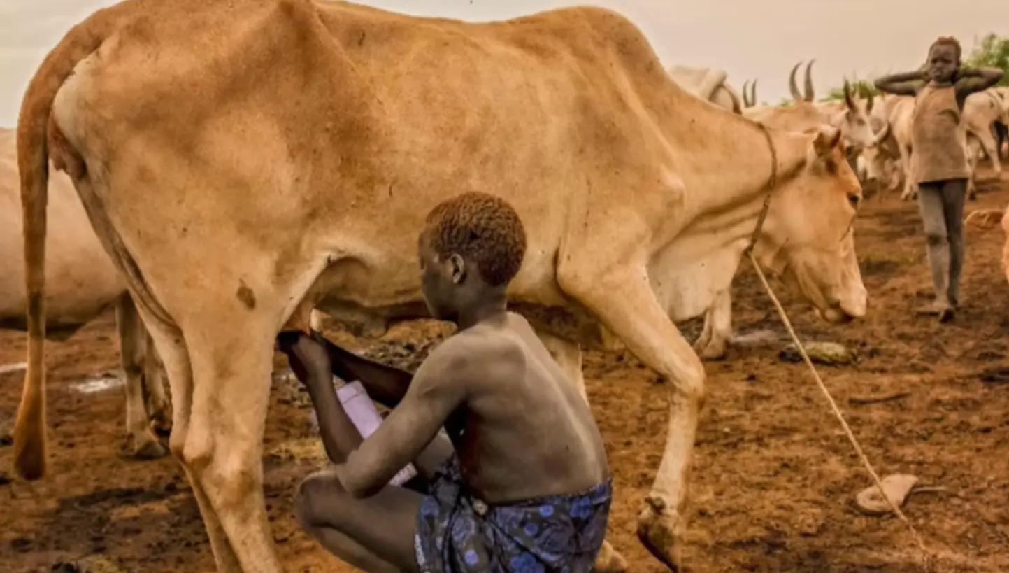 Bodi Tribe Boy Milking a Cow!