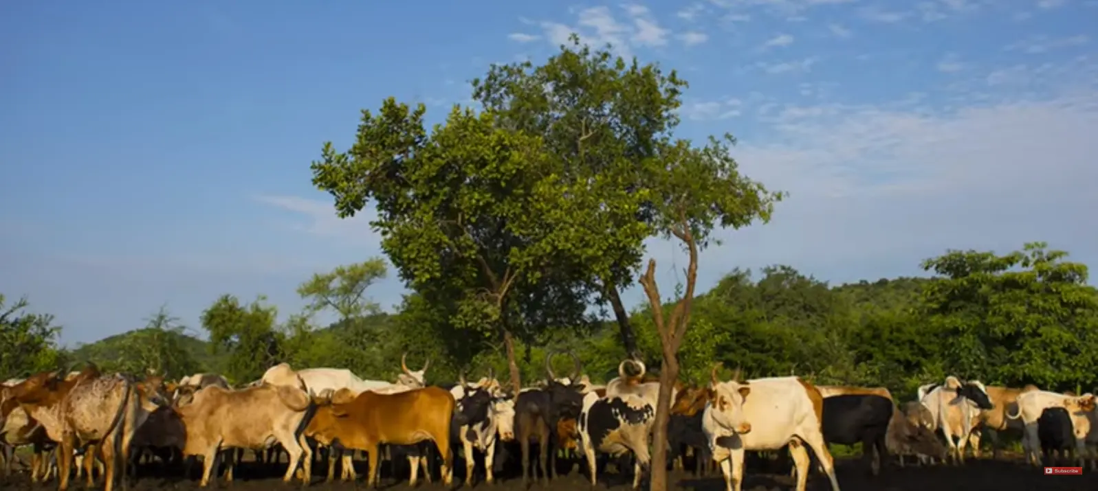 Bodi Tibe's Herds!