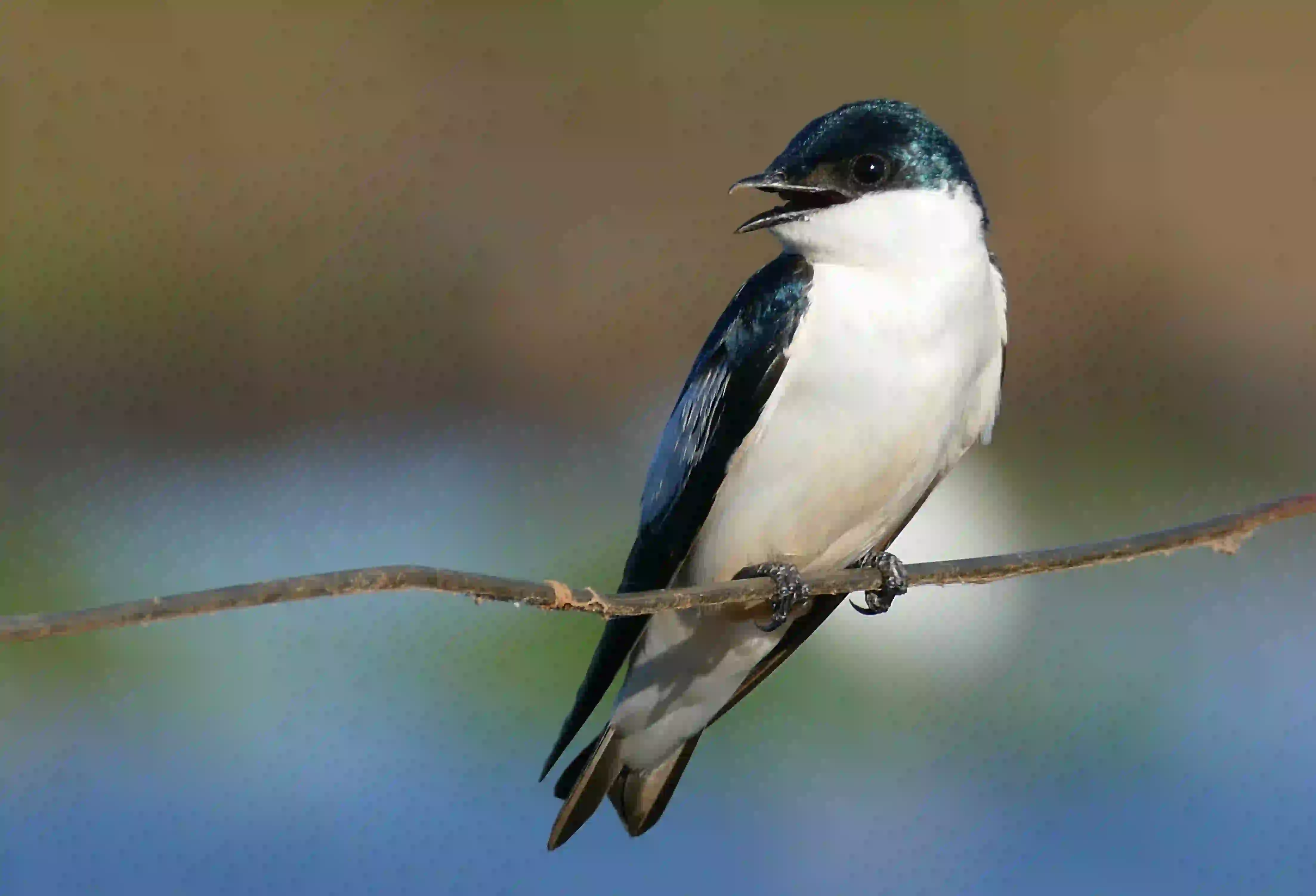 White-tailed Swallow